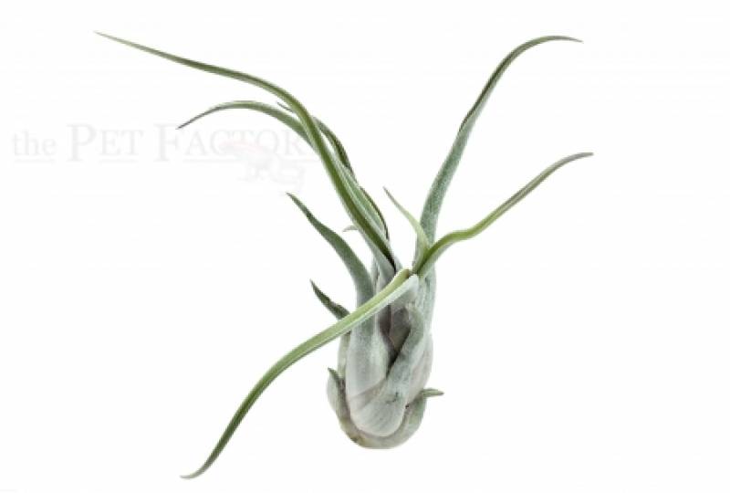 Tillandsia caput medusae